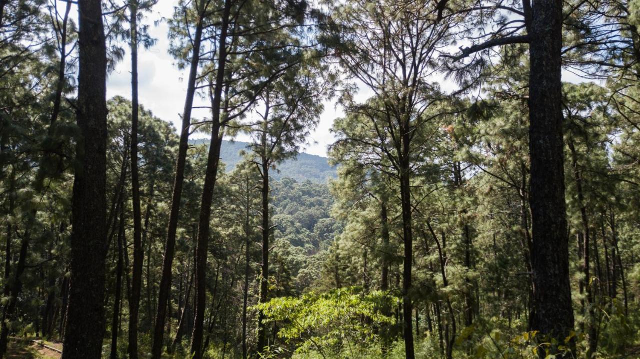 Monteverde Mazamitla Luaran gambar